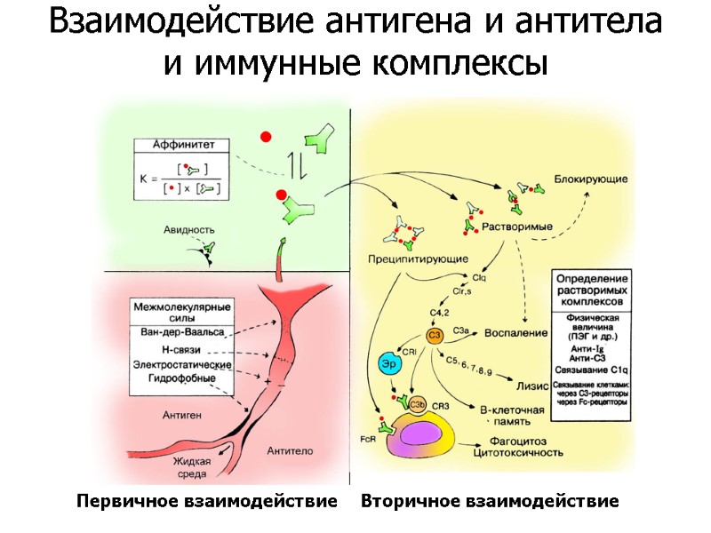Первичное взаимодействие Вторичное взаимодействие Взаимодействие антигена и антитела  и иммунные комплексы